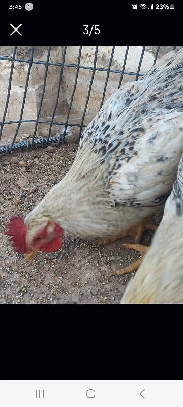 Desi Hens for sale 2