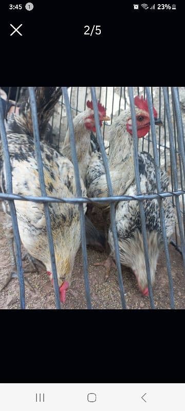 Desi Hens for sale 3