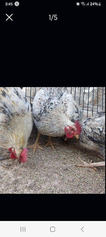 Desi Hens for sale 4