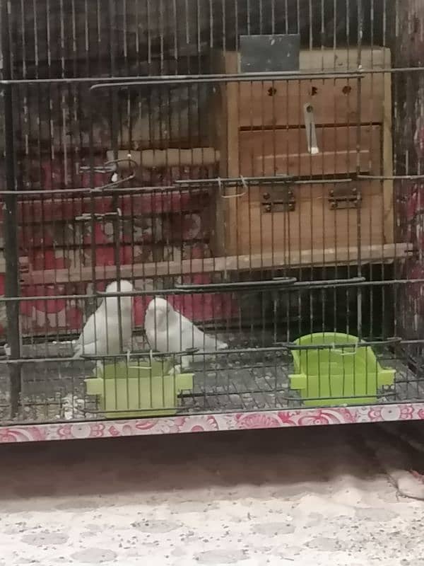 Albino breeder pair 0335-1576900 0