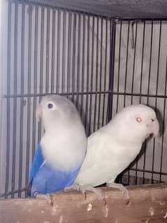 lovebirds