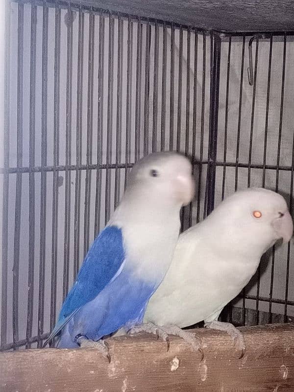 lovebirds 1