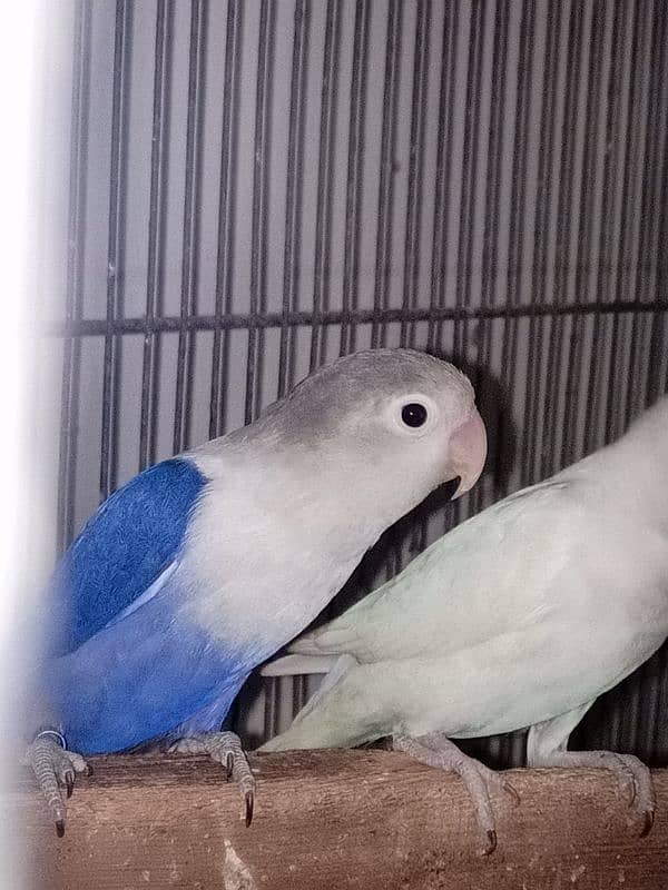 lovebirds 2