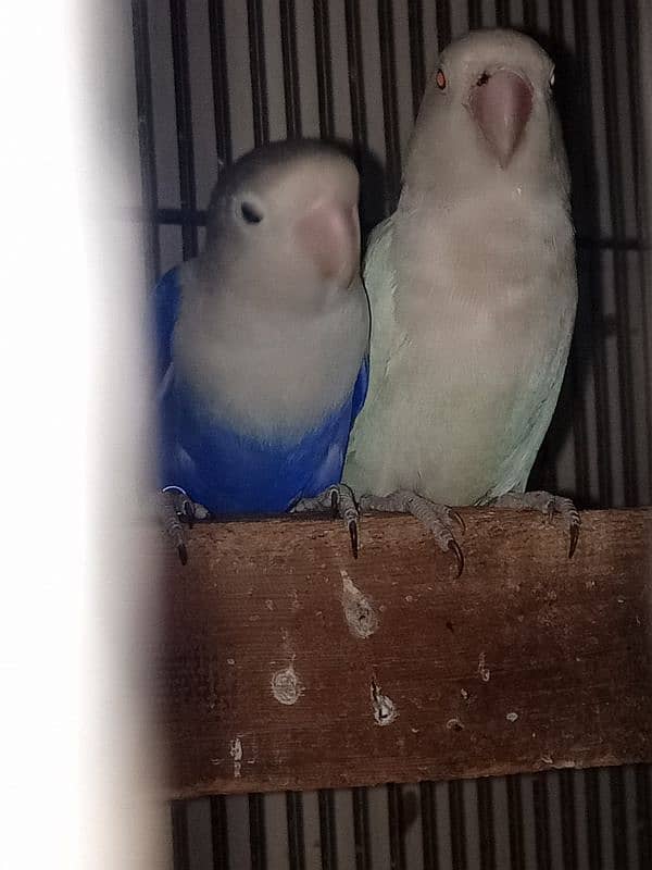 lovebirds 3