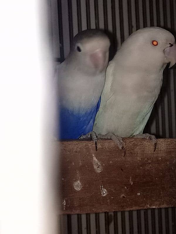 lovebirds 4