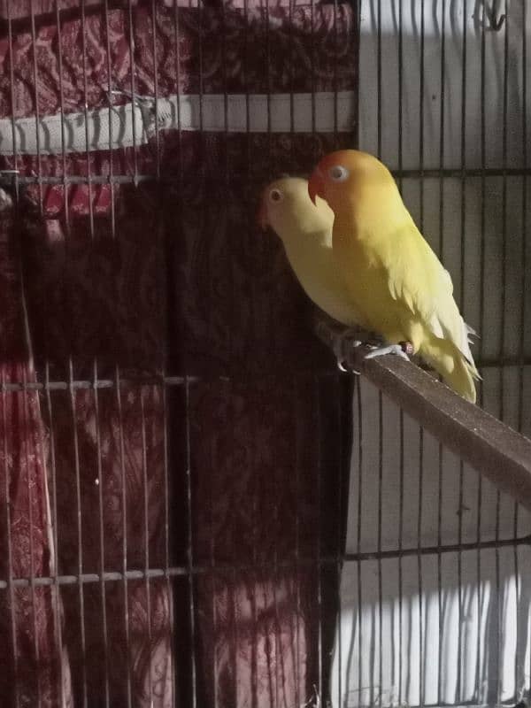 lovebirds 8