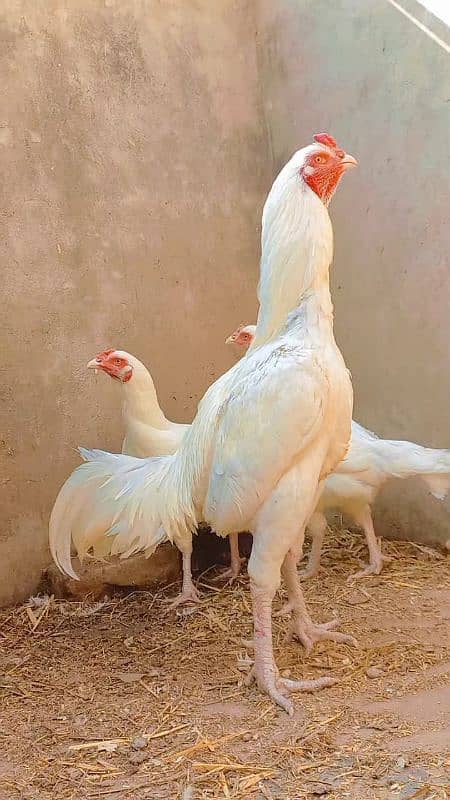 Quality heera trio breeder and aseel,desi hens and chicks for sale. 15