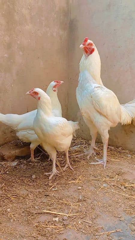 Quality heera trio breeder and aseel,desi hens and chicks for sale. 14