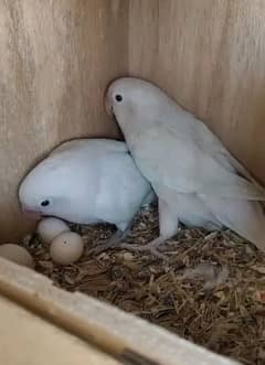 Albino black eyes breeder pair