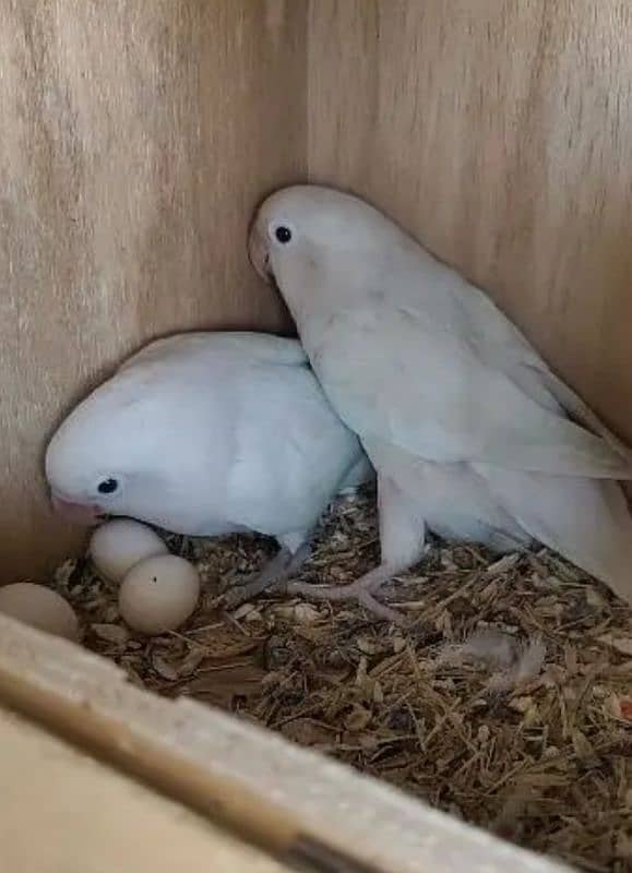 Albino black eyes breeder pair 0