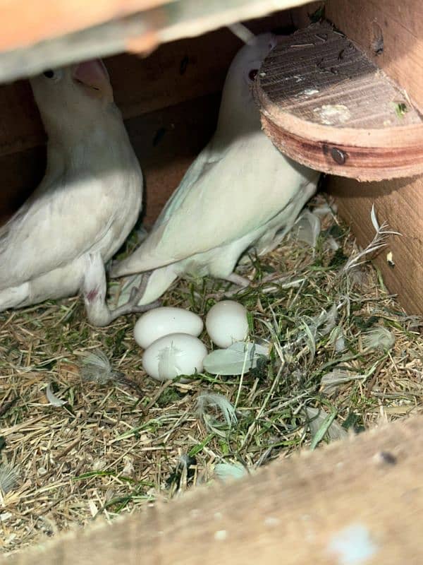 Albino black eyes breeder pair 1