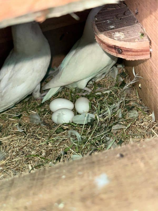 Albino black eyes breeder pair 2