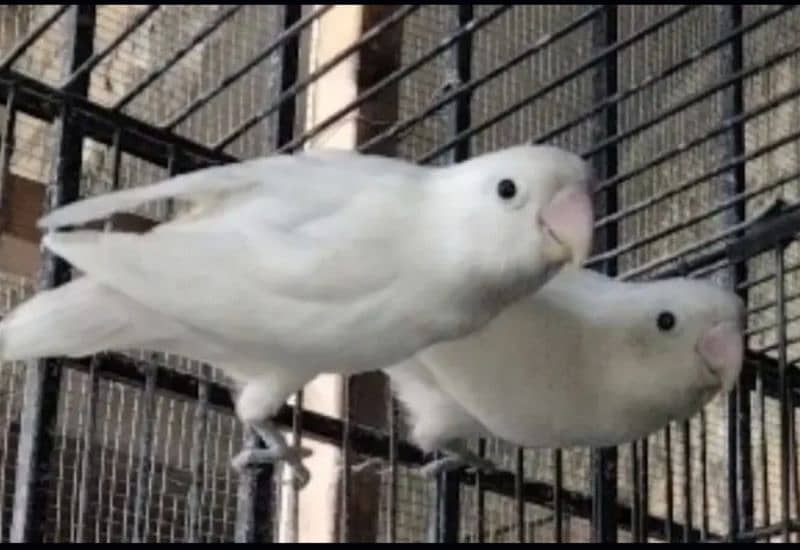 Albino black eyes breeder pair 3