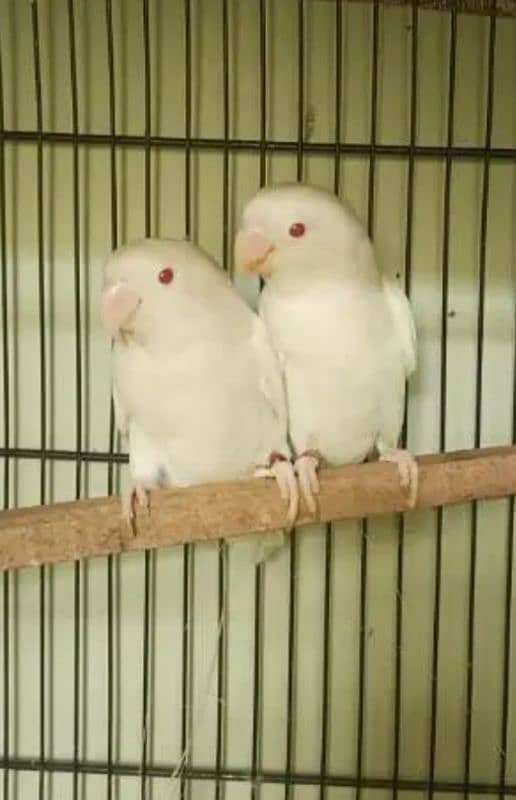 Albino black eyes breeder pair 4