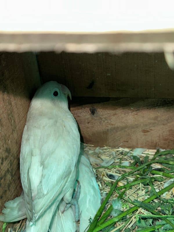 Albino black eyes breeder pair 5