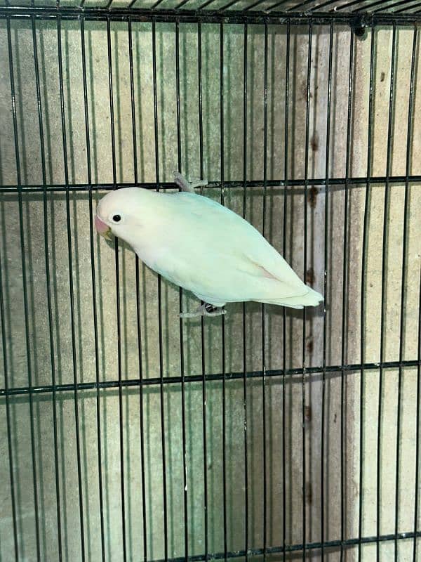 Albino black eyes breeder pair 6