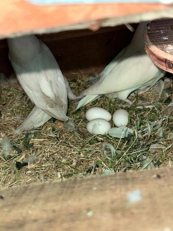 Albino black eyes breeder pair 7