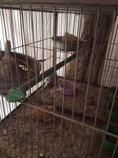 Diamond Dove four pair and one female