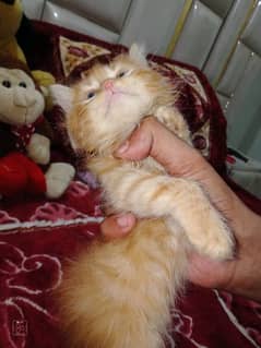 Pure persian Semi Punch Face Kitten/Cat