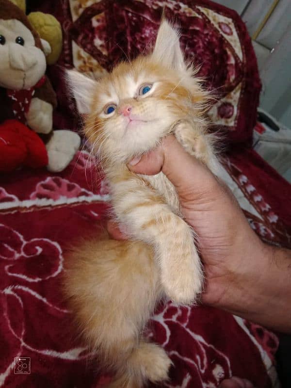 Pure persian Semi Punch Face Kitten/Cat 1