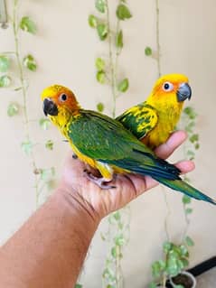 Sunconure