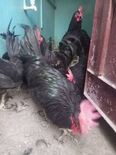 Australorp 10 male available full active and healthy age 9 month