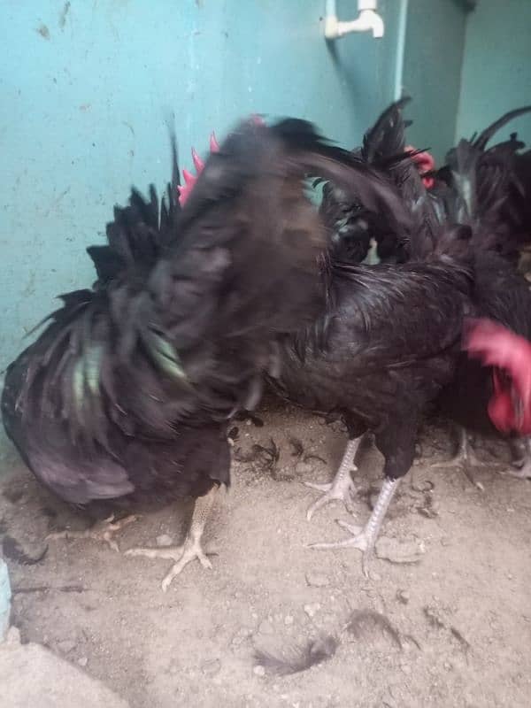 Australorp 10 male available full active and healthy age 9 month 1