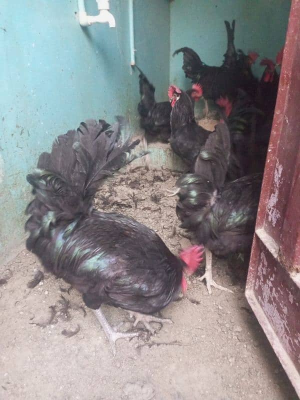 Australorp 10 male available full active and healthy age 9 month 2