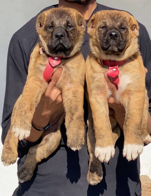 king kurdish kangal security dog pair 2 month for sale 0