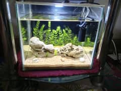 Fish Aquarium