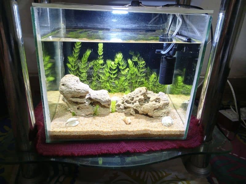 Fish Aquarium 0