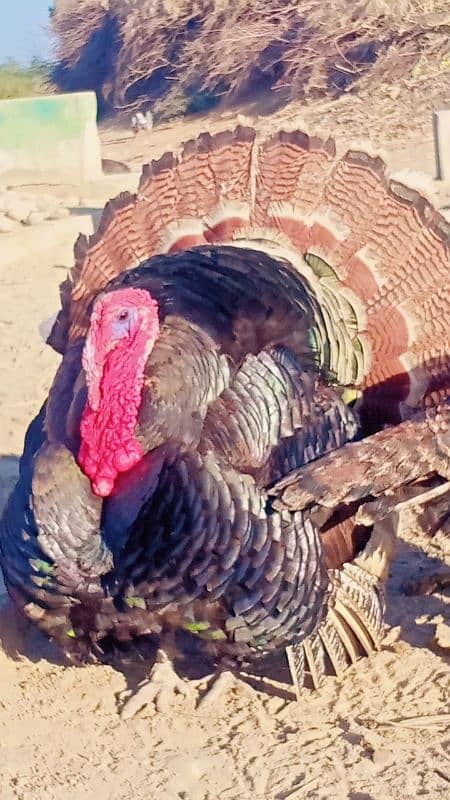 turkey male 0