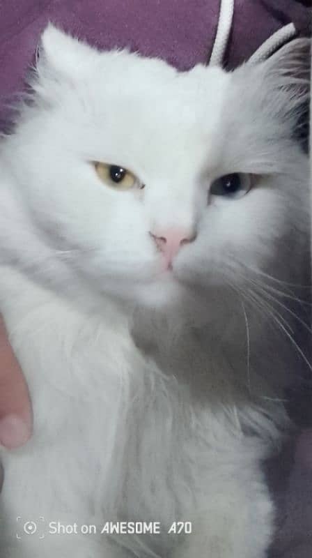 White Percian Cat double coated. 1