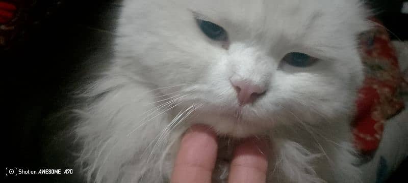 White Percian Cat double coated. 3