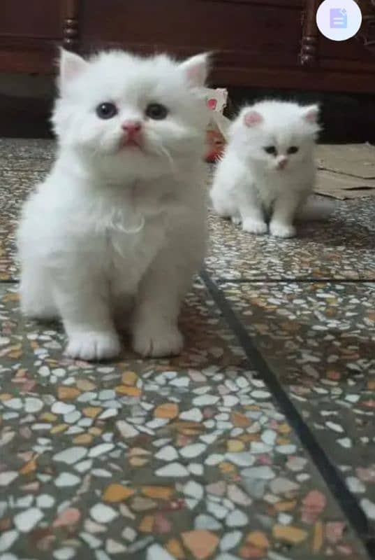 Persian fluffy kitten 0