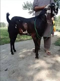 desi Bakra for sale 03704685463