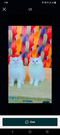 Persian  beautiful cat for sale 0322/20/77/954 My WhatsApp number