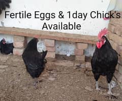 Cross Breed, Masri, RIR, Australorp