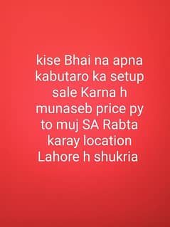 kise na kabutar sale Krna h to Rabta karay