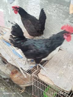 Australorp