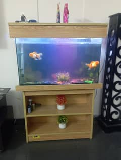 Round Bally Gold Fish Couple with Aquarium for Sale