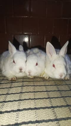 Baby rabbits pogi face white colour