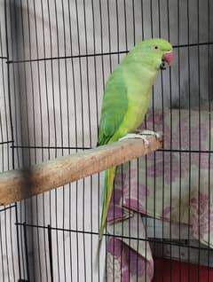 Green Ringneck