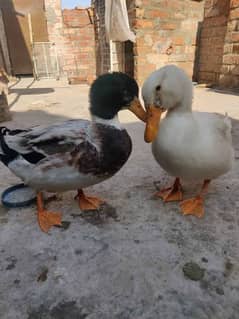 3 months old 3 ducks