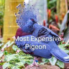 Victorian Crowned Pigeon Friendly & tamed