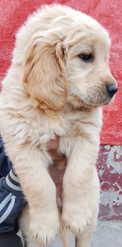 Golden Retriever 2