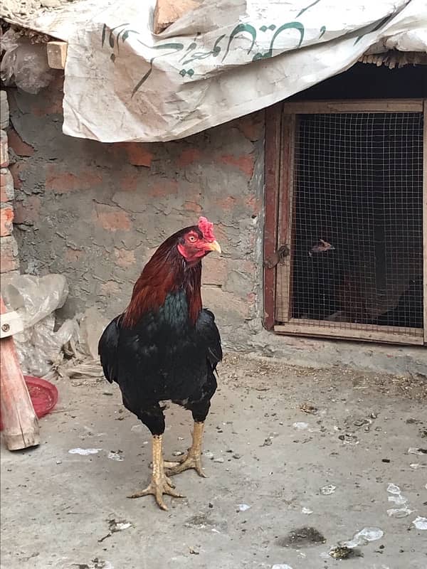 Pure Lakha breedar old bloodline for sale urgent 2