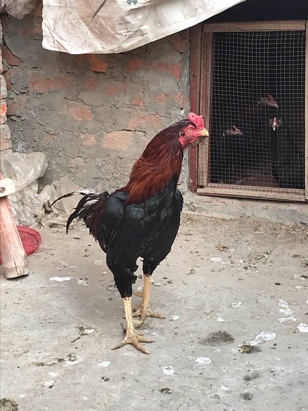 Pure Lakha breedar old bloodline for sale urgent 3