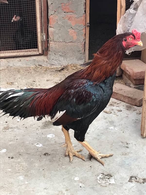 Pure Lakha breedar old bloodline for sale urgent 6