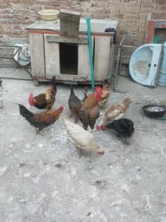 hens for sales